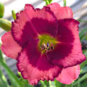 Spacecoast My Little Valentine Daylily